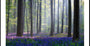 Il poster di Campanula