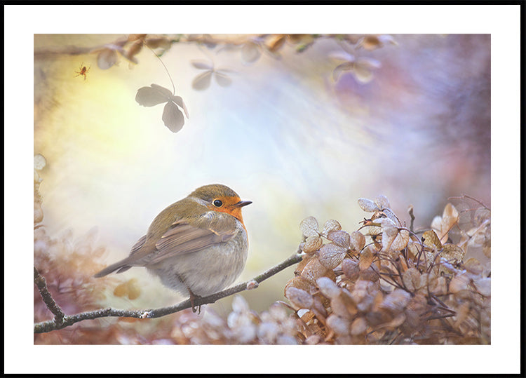 Robin sui sogni