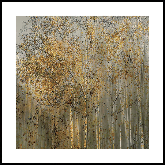Poster con impressione di betulla