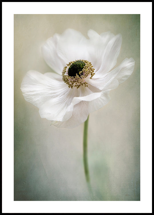 Singolo bianco