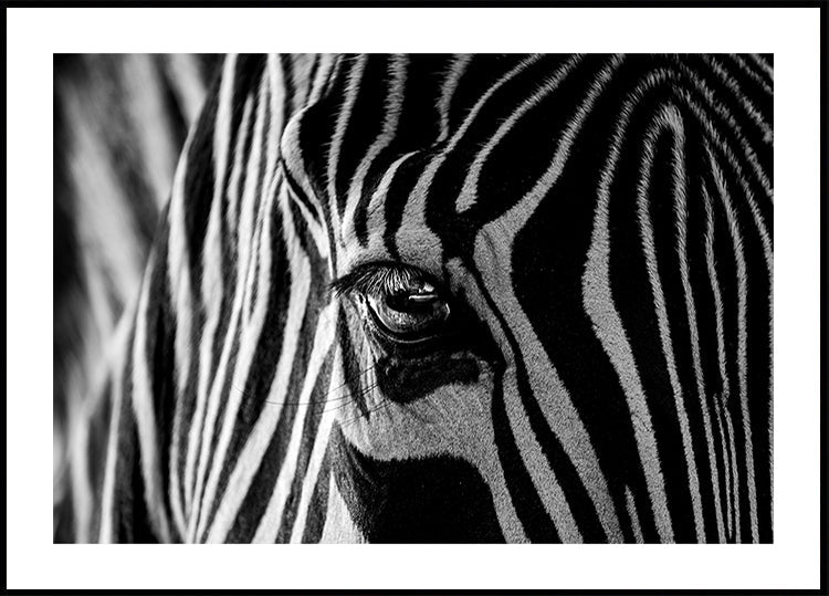 Manifesto astratto della zebra