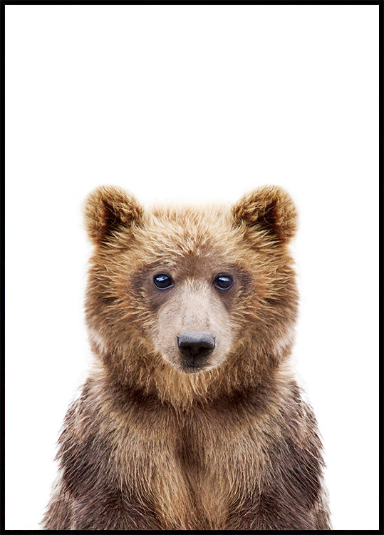 Cucciolo di orso