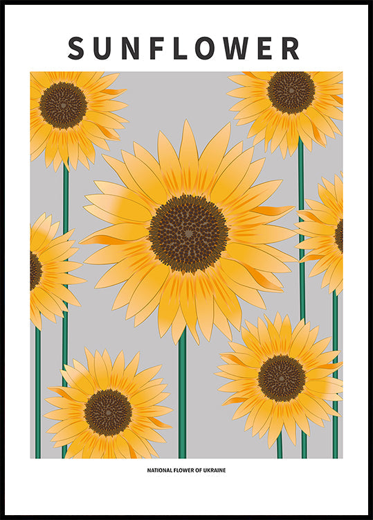 Girasole - Fiore nazionale e poster dell'Ucraina