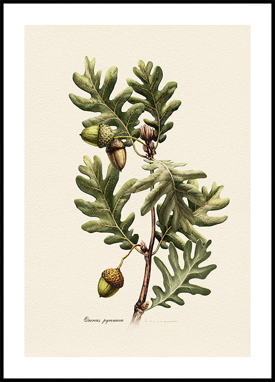 Poster di botanica Quercus Pyrenaica