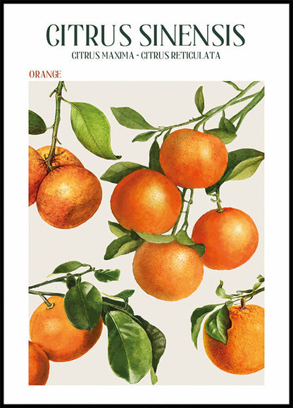 Manifesto di Citrus Sinensis 