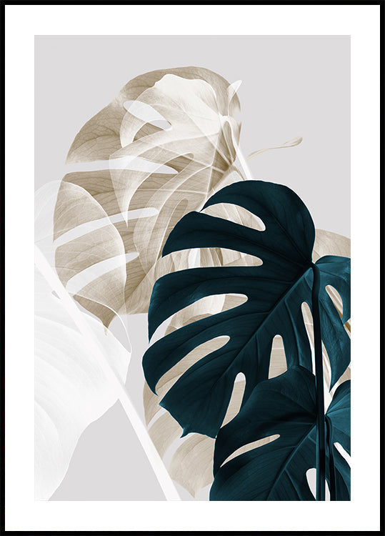 Monstera creativa 05