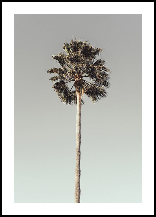Palma_001