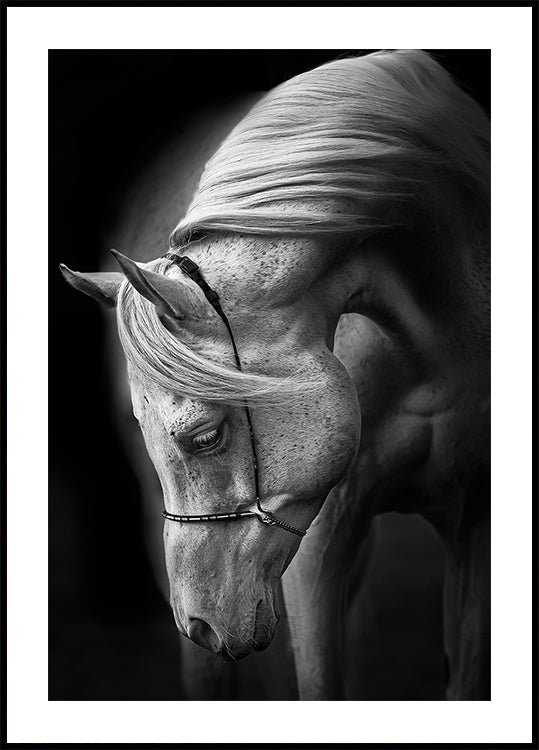 Poster di stallone bianco