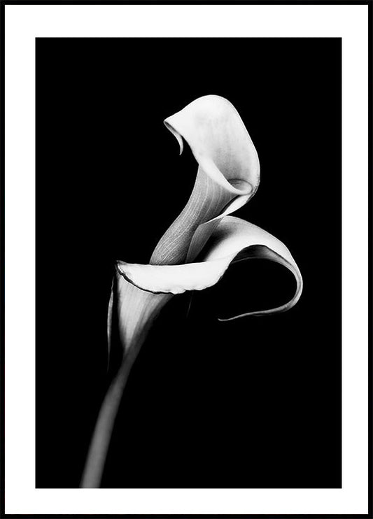 Manifesto di Calla Lily 