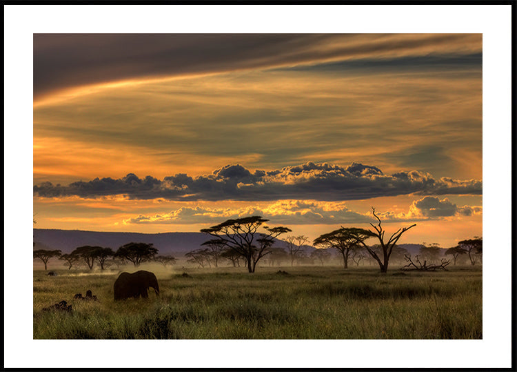 Manifesto dell'Africa