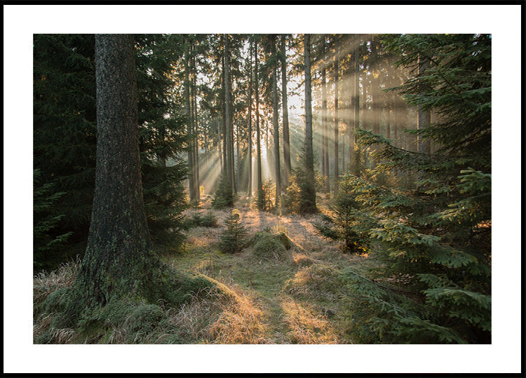 Poster Raggi, parte 2