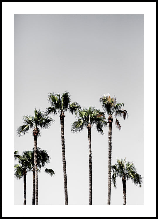 Poster Palme 5