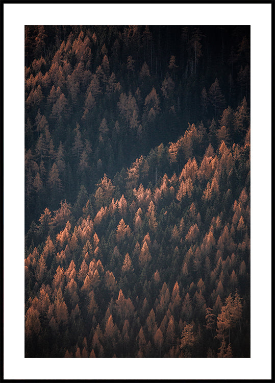 Bosco d'autunno 2