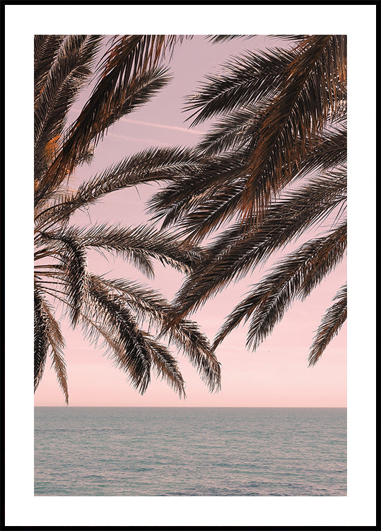 Palma_011