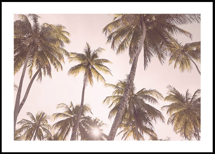 Palme arrossate