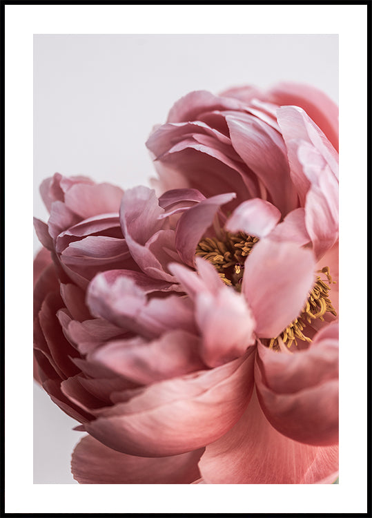 Peonia