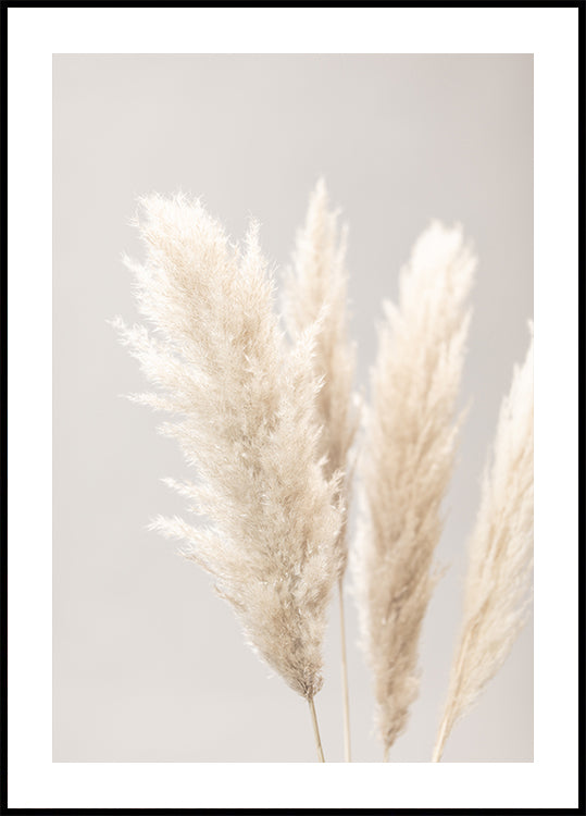 Poster Pampas Grass Grey 02