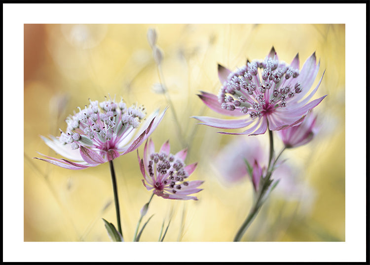 Poster principale di Astrantia