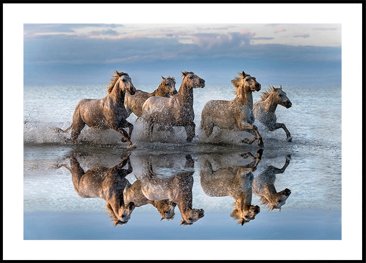 Cavalli e riflessione