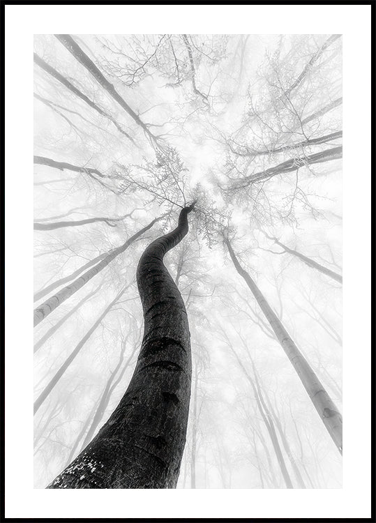 Il manifesto invernale