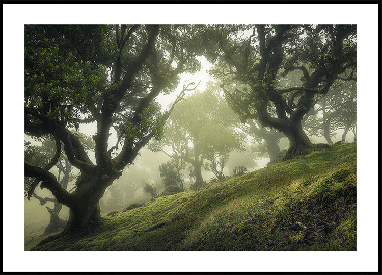 Poster della foresta incantata