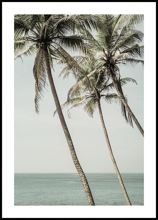 Poster di palme nella brezza oceanica