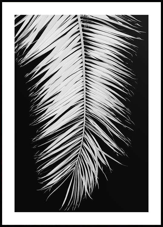 Poster n.4 di foglie di palma