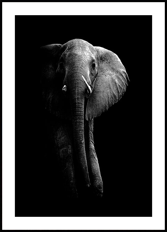 Elefante!