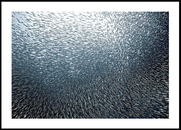 Fuochi d'artificio delle Sardine