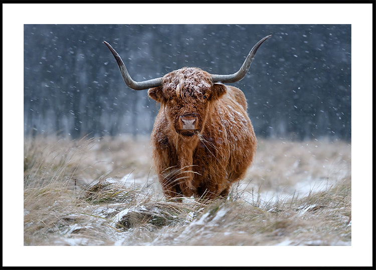 Mucca dell'altopiano innevato