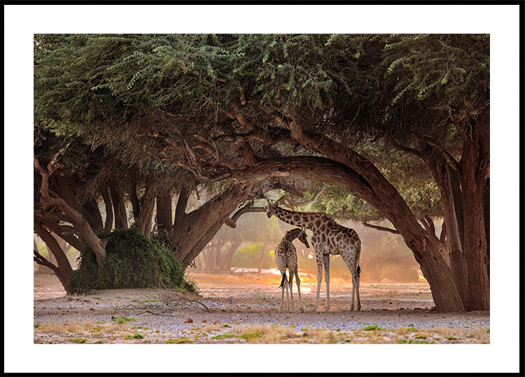 Giraffa - Namibia