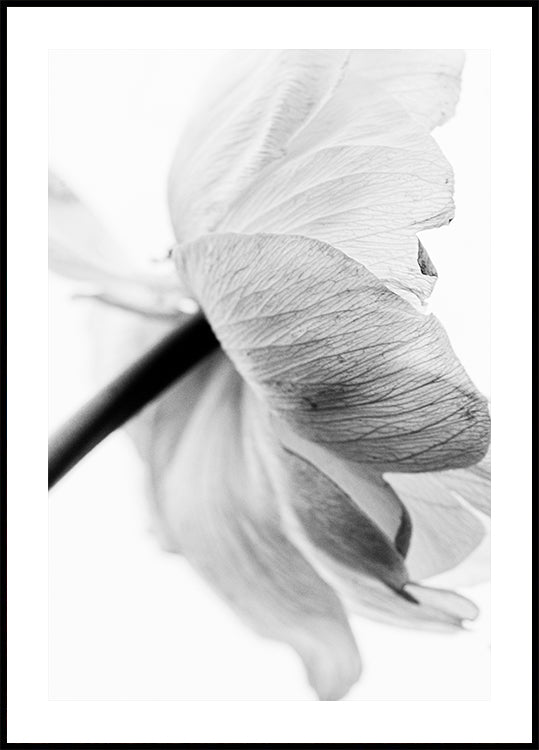 Poster di fiori in fiore