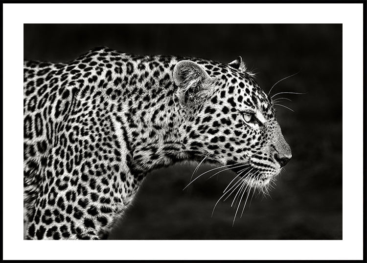 Poster da vicino del leopardo