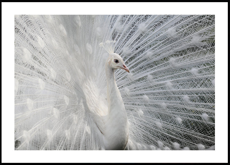 Poster bianco come la neve