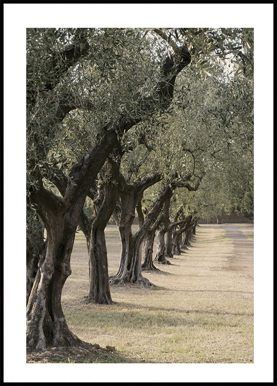 Manifesto del sentiero nel giardino degli ulivi 