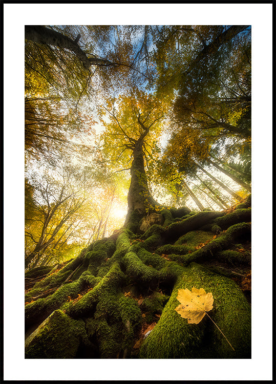 L'addio di una foglia