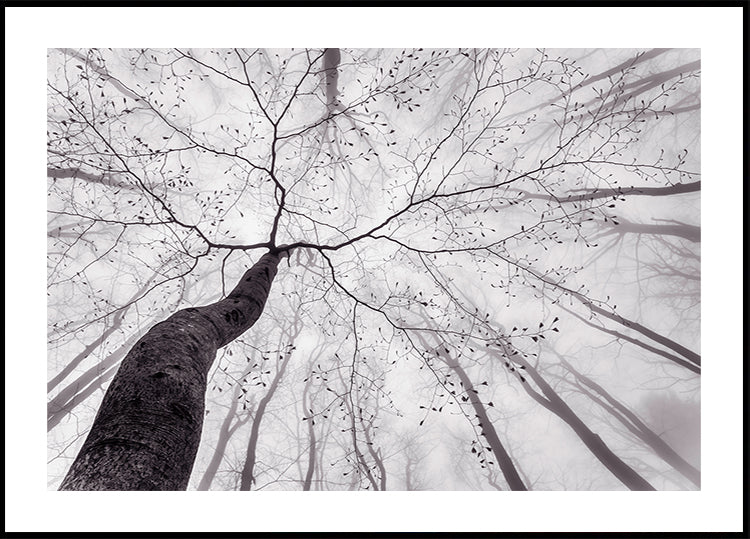 Poster con vista della corona dell'albero