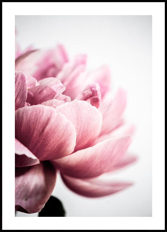 Peonia 1