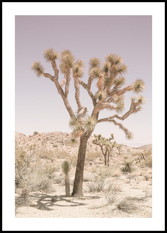 Serenità del deserto
