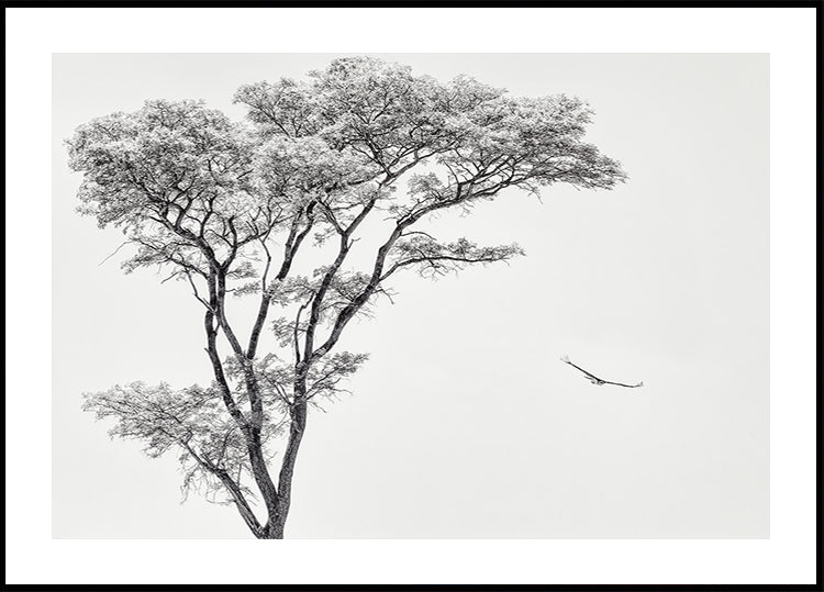 il poster dell'aquila africana