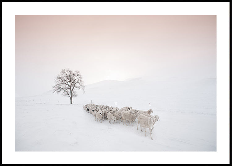 Gregge in cerca di cibo Poster