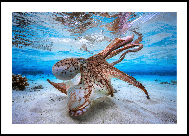 Poster di polipo danzante