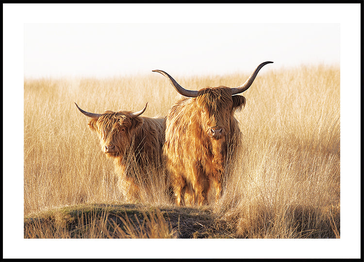 Poster di giovani e vecchi Highlander