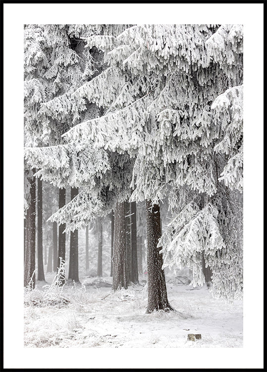 Foresta invernale 2