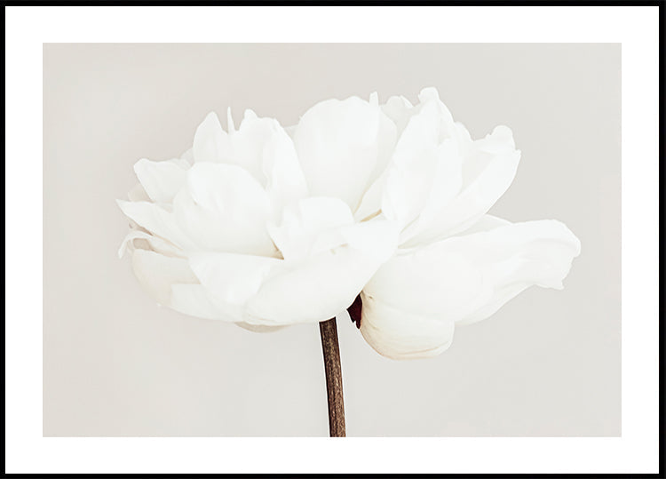 Poster Peonia n.11