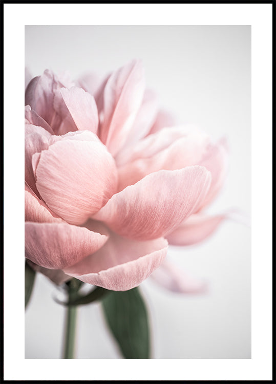 Peonia 3