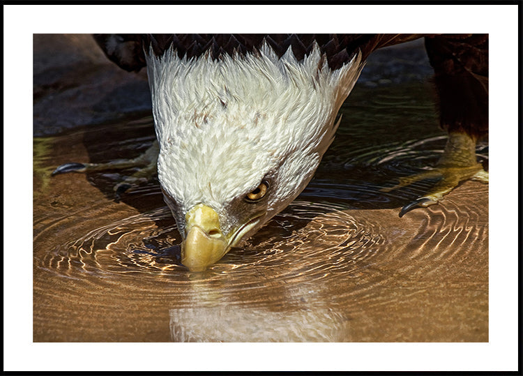 Poster di bevanda fresca in una giornata calda
