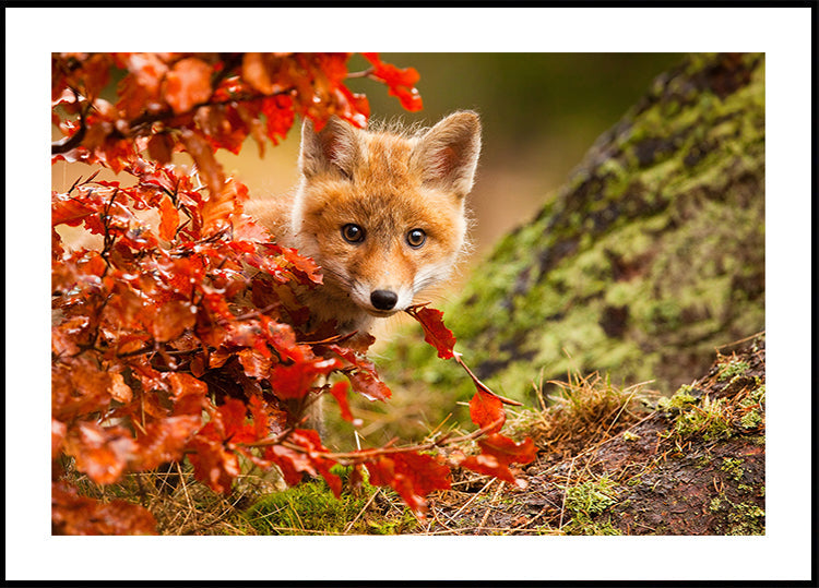 Manifesto della volpe