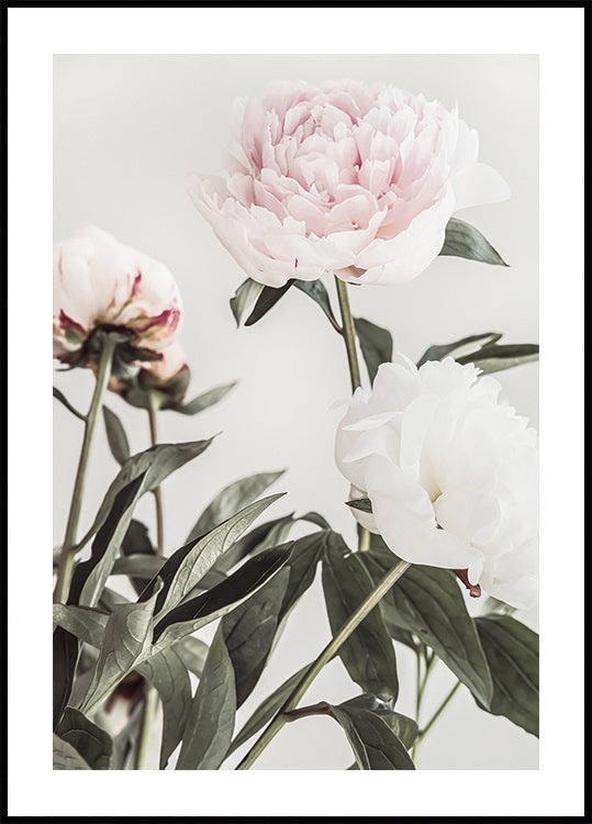 Peonia 04