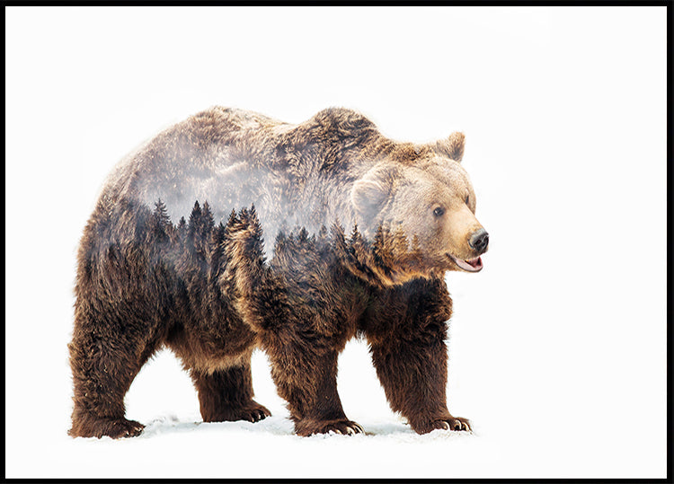 Manifesto dell'orso